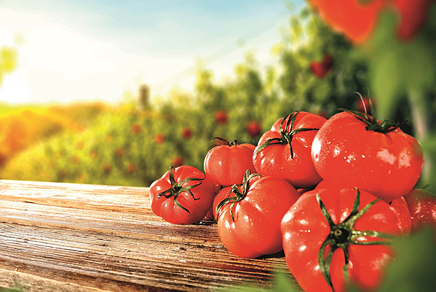 Jedovatá a nahnilá. Dřív se lidé rajčat báli, nyní jsou na vrcholu popularity