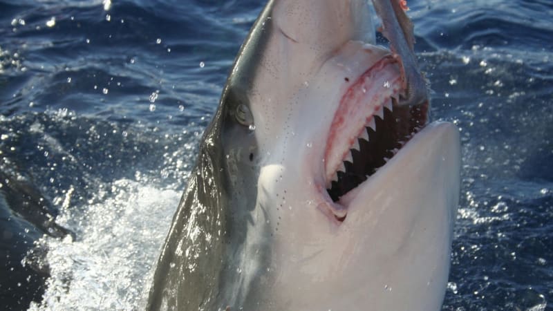 Bezzubí žraloci? Klíčovou zbraň predátorů ohrožuje zásadní oceánský fenomén, varují experti