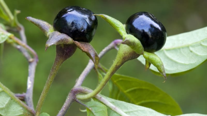 Nebezpečný experiment: Chlapci na Kroměřížsku se otrávili rulíkem. Měli velké štěstí, že přežili