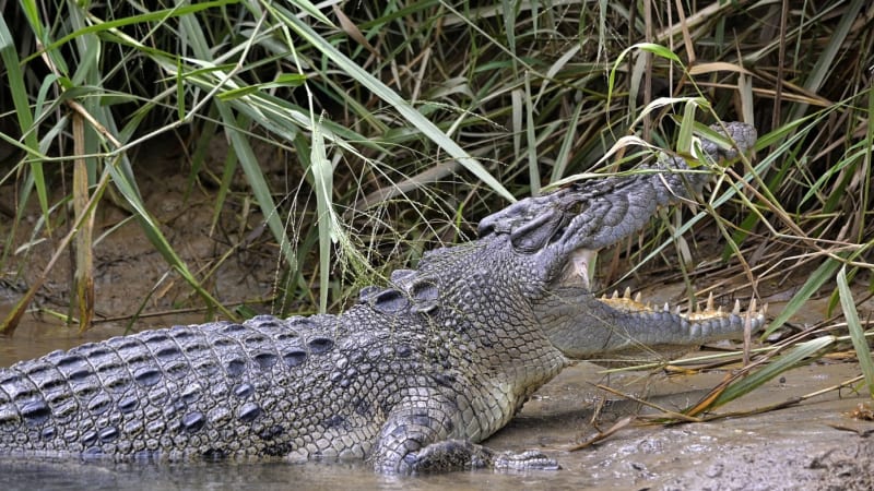 Influencer čelí vyšetřování kvůli videím s krokodýly. Premiér Queenslandu ho nazval „blbounem“
