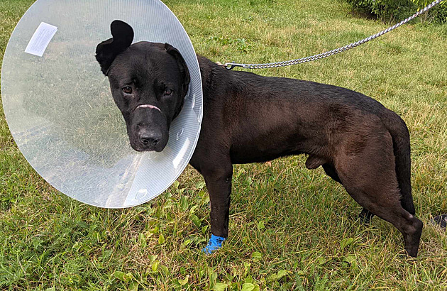 Našli ho svázaného a vyhublého. Týraný pes se zotavuje, majitel o něj nemá zájem