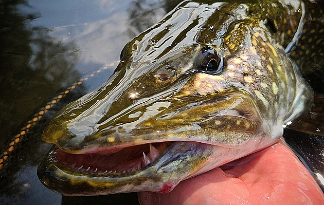Stejnou trofejní rybu zdolal dvakrát. Neuvěřitelný příběh od Dračí Řeky