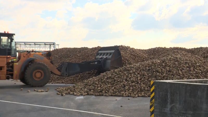 Cena cukru je na úrovni roku 1990. Výrobci kvůli tomu nevylučují další zavírání provozů