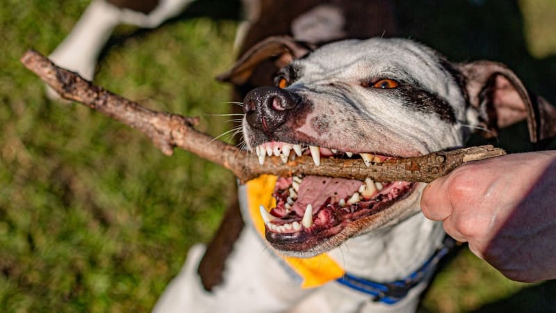 Útok agresivního pitbula: Američance museli amputovat všechny končetiny. Zvíře zabil její přítel