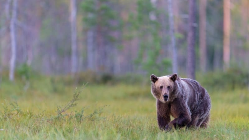 Medvěd si v Japonsku došel pro sushi do obchodu. Zranil při tom dva zákazníky