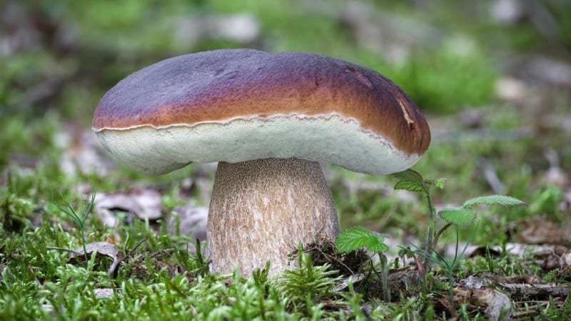 Hřiby jsou stále v kurzu: Speciální MAPA ukazuje, kam o víkendu vyrazit na houby