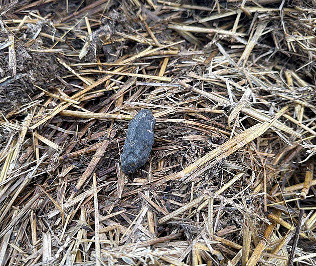 Lidé na Přerovsku viděli medvědici s mládětem. Poplašná zpráva, říkají ochránci