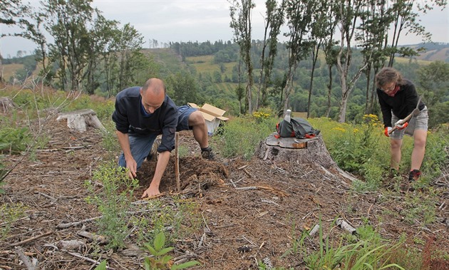 Při výsadbě stromů je smrků jen pětina, po kalamitě se lesy vracejí do normálu