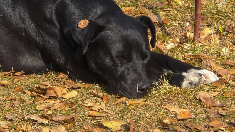 Pejska s nádorem zachránila umělá inteligence. Vyrobila pro něj vakcínu, pomůže i lidem?