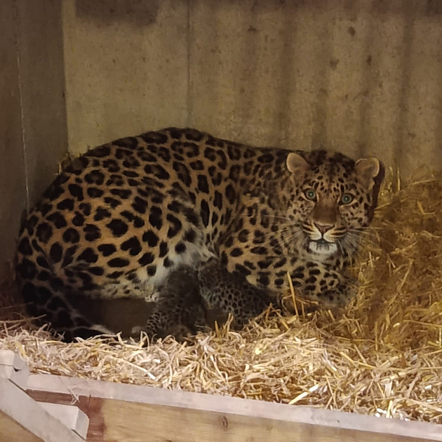 Raritní trojčata. V Olomouci se narodili vzácní levharti, pohlaví se zatím neví