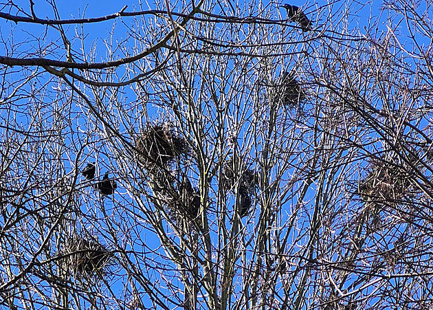 Tábor pokračuje v boji s přemnoženými havrany, nechal odstranit stovku hnízd