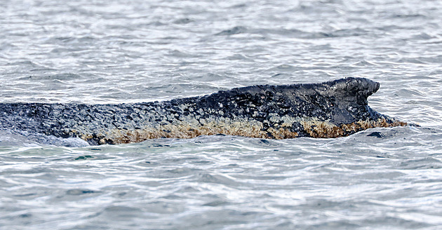 Velryba v Německu už potřetí uvázla na mělčině. Měla by se osvobodit sama