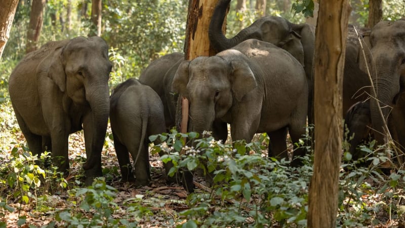 Tragický útok rozzuřených slonů: Udupali amerického lovce a těžce zranili jeho průvodce