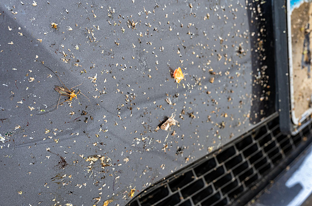 Občanská věda v praxi. Řidiči ve Francii fotí rozmašírovaný hmyz na espézetkách