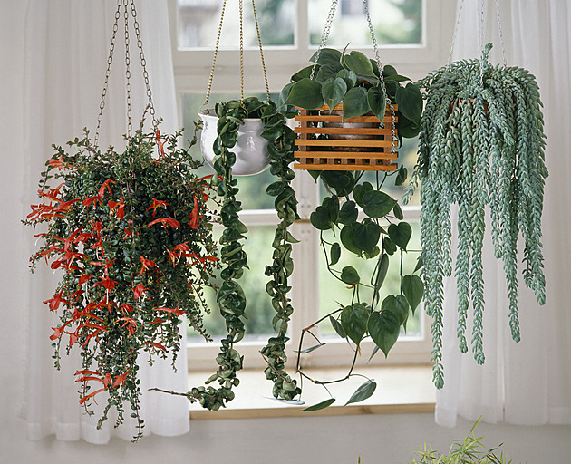 Visí a zdobí. Převislé pokojovky, které v sezoně můžete letnit na terase