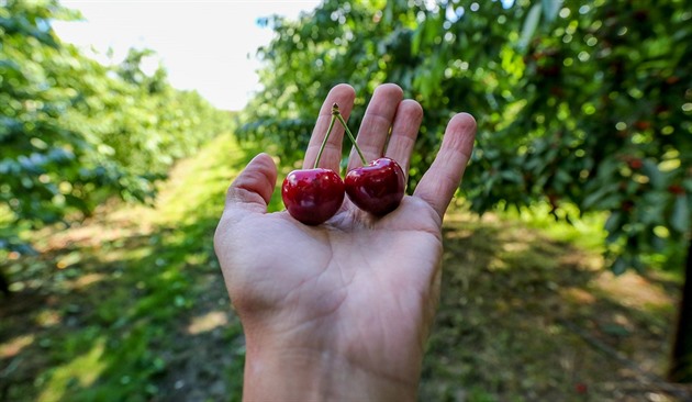 Samosběr třešní 2026: kde je natrháte a kolik letos zaplatíte